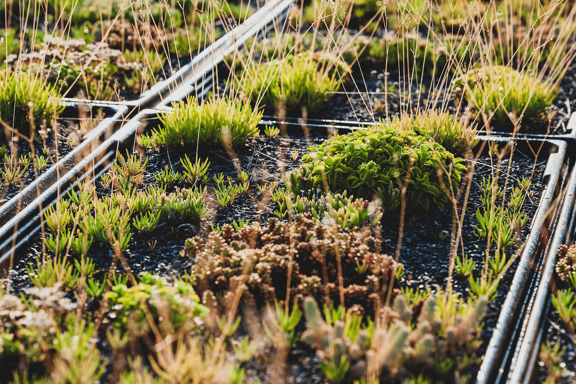 Extensive Dachbegrünung mit Sedum und Gräsern in Pflanzmodulen